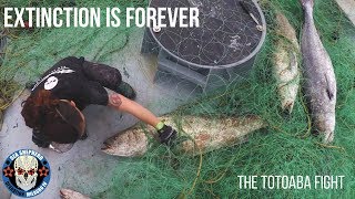 EXTINCTION IS FOREVER  The Totoaba Fight [upl. by Eiram]