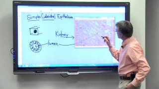 Simple Cuboidal Epithelium [upl. by Lock777]