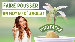 COMMENT FAIRE POUSSER UN NOYAU DAVOCAT  TUTO FACILE  🥑🌱 [upl. by Say611]