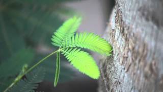 The Moving Plant Mimosa Pudica [upl. by Harod288]