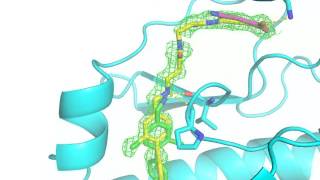 Specific CK2alpha inhibitor CAM4066 [upl. by Neruat]