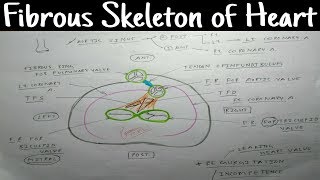 Fibrous Skeleton of Heart  2  Diagram [upl. by Torbert]