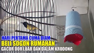 AWALNYA MUNGKEKSOGON RUMAHAN GACOR DI LUAR DAN DALAM KRODONG [upl. by Archambault]