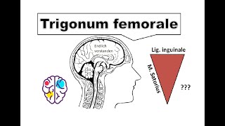 Trigonum femorale  Grenzen und Inhalt Medi BASIC [upl. by Aihc967]