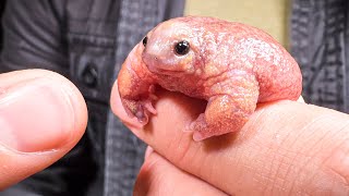 Pink Creature from Down Under Rare Turtle Frog [upl. by Lidah]