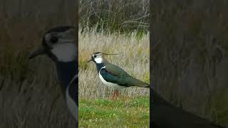 avefría europea Vanellus vanellus [upl. by Macur]