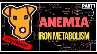 Iron Pathway In Human Body Regulation of Iron absorption Role of Ferritin and Transferrin [upl. by Ahcmis]