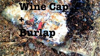 Wine Cap  Inoculating Burlap Sacks part 2 [upl. by Morvin]