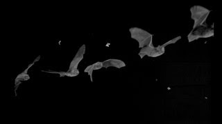 Bat Echolocation Sonar [upl. by Dinsmore660]