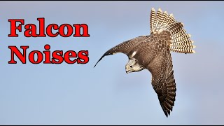 Falcon noises  Falcon sound [upl. by Annaed131]