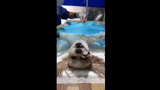 Episode 102 disinfection and shaving before spaying dog [upl. by Borlow]