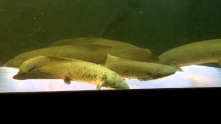 Australian Lungfish Neoceratodus forsteri [upl. by Einon467]