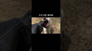 乗り越えられると信じて。 doglibreドッグトレーニング 犬のしつけ [upl. by Yruama]