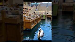 Pelican in the Library now with music ai librarybirds animals mylibrary pelicans [upl. by Malaspina]