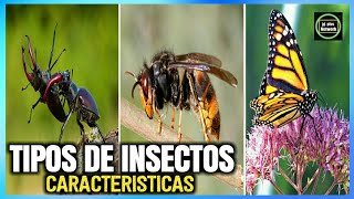 🐝Tipos de insectos  Características y Nombres 🐞🐛 [upl. by Noisla]