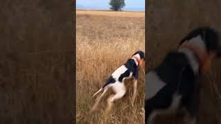 POİNTER DOG QUAİL FERMA SHOW 7 quailhunting quail hunterxhunter hunters keşfet avcılık avcı [upl. by Irallih]