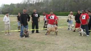 Dtownbullyscom DOMINO Dallas Tx [upl. by Myna]