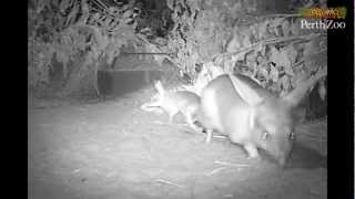 Bilby Joeys at Perth Zoo [upl. by Belayneh294]