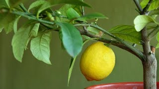 Cómo plantar un limonero en maceta  Bricomanía  Jardinatis [upl. by Nilhsa]