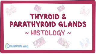 Thyroid and parathyroid glands Histology [upl. by Piegari]