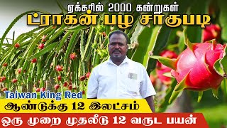 ஏக்கருக்கு 12 இலட்சம் 1 ஏக்கரில் ட்ராகன் பழ சாகுபடியில் அசத்தும் விவசாயி Dragon Fruit Farming [upl. by Nosdivad]