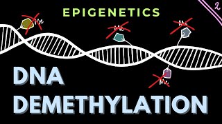 DNA Demethylation mechanisms  Part 2  Epigenetics  GATECSIRNET [upl. by Nations]