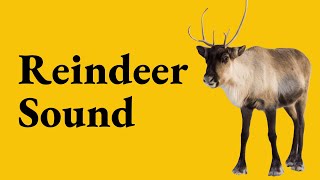 Reindeer Sound  Grunt [upl. by Esikram]