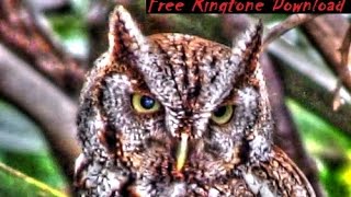 Free Haunting Screech Owl Call Ringtone [upl. by Teerell695]