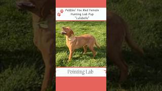 Lulabelle the Hunting Lab huntingdog huntinglab labpuppies [upl. by Eignat]