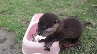 still baby otter yuki cannt take some food [upl. by Dis247]