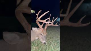 Giant Kansas deer at ​⁠WhitetailHeaven hunting viral [upl. by Tletski]