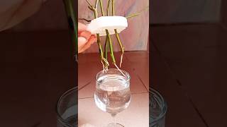 Water propagation of rose plant 🌹Propagate rose cuttings in water🌹🌹Gardening tips Israts Garden🌱 [upl. by Gar]