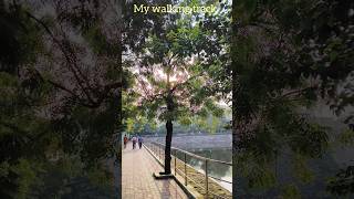 My walking track [upl. by Dimphia]