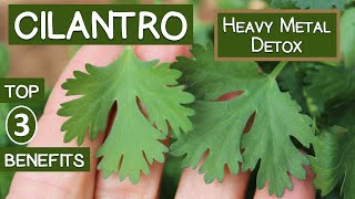 Cilantro Heavy Metal Detox Top 3 Reasons to Eat or Juice It [upl. by Bruns668]