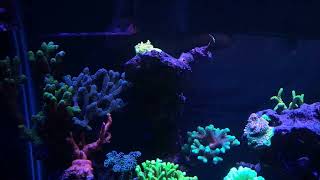 2 year old 75g reef tank [upl. by Judenberg593]