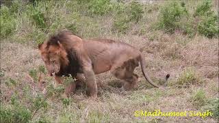 Lions mating behaviour maasaimara [upl. by Yticilef]