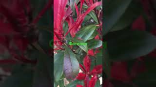 Photinia “Red Robin” [upl. by Bondon452]