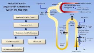 Sodium and Potassium Metabolism Renin Angiotensin Aldosterone and ADH [upl. by Ecneitap989]