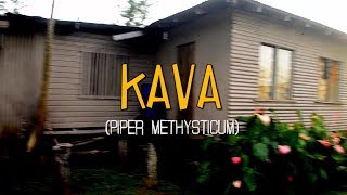 KAVA 2017 [upl. by Thor]