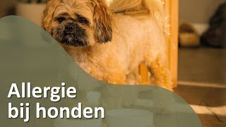 Allergie bij Honden [upl. by Walcoff]