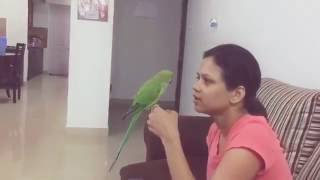 Funny Indian parrot Talking video  Interesting Arguement [upl. by Herwin889]