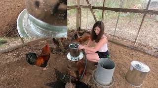 Finally bought the Galvanized Chicken Waterer [upl. by Elon561]