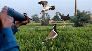 Red Wattled Lapwing Bird HuntWaterhean Hunting Bird HuntingAfaqhunter [upl. by Enomahs397]