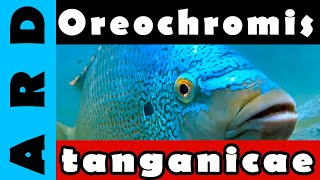 Oreochromis tanganicae [upl. by Ysied998]