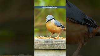 The Nuthatchs Simple Whistling Song  Bird Sounds shorts [upl. by Goodson993]