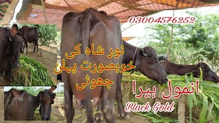 Noor shah ki top buffalo For Sale Okara Animal TV 382024 [upl. by Inneg]