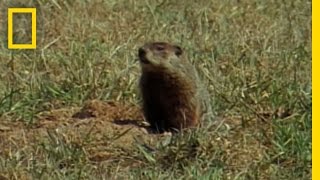 Groundhog Forecasters  National Geographic [upl. by Animlehliw]