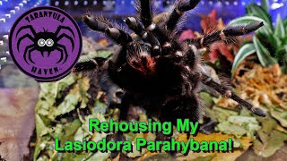 Rehousing My Lasiodora parahybana [upl. by Tsew347]