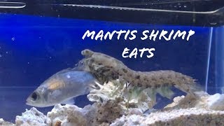 Mantis shrimp attacks [upl. by Wait164]