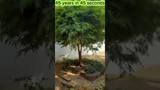 45 Years Tree in 45 Seconds growth ⏰️😱 Time scenes shorts [upl. by Beyer]